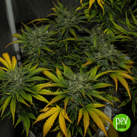 Auto AK Spanish Seeds